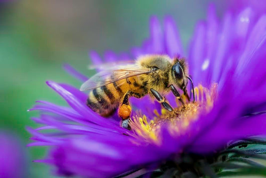 Cross Stitch | Bee - Honeybee Perched On Purple Flower In Close Up Photography During Daytime - Cross Stitched