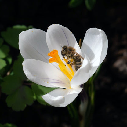 Cross Stitch | Bee - Honeybee Perched On White Petaled Flower In Close Up Photography During Daytime - Cross Stitched