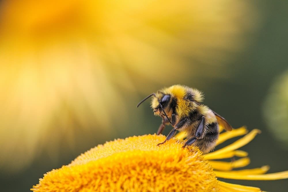 Cross Stitch | Bee - Honeybee Perching On Yellow Flower - Cross Stitched