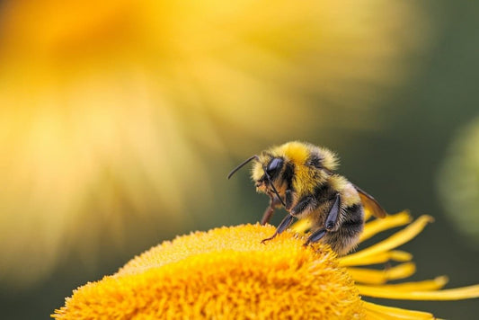 Cross Stitch | Bee - Honeybee Perching On Yellow Flower - Cross Stitched