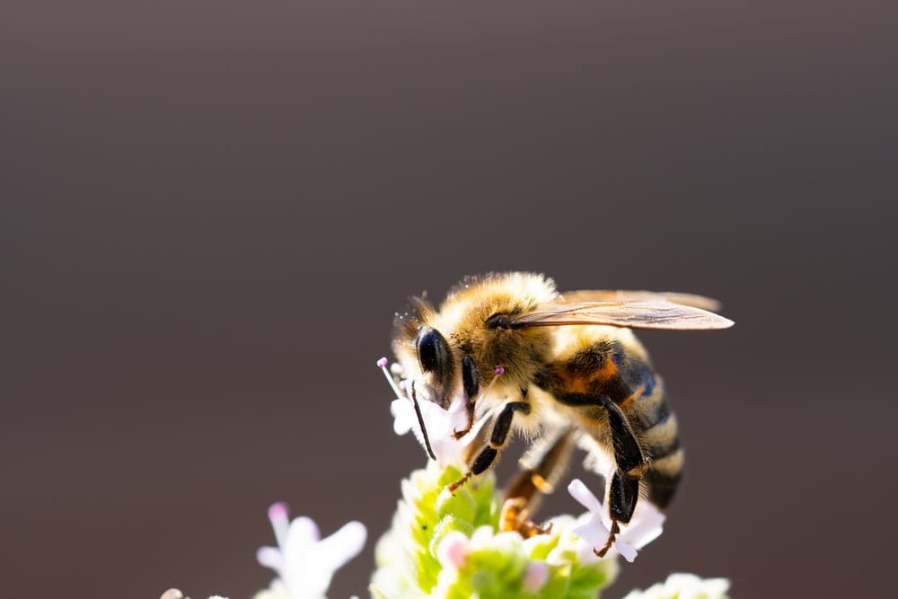 Cross Stitch | Bee - Shallow Focus Photo Of Bee - Cross Stitched