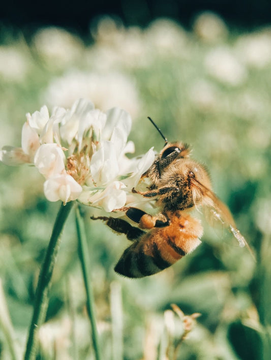 Cross Stitch | Bee - Wasp On Blooming White Flower - Cross Stitched