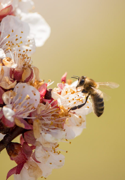 Cross Stitch | Bee - Wasp On Cherry Blossom Flowers - Cross Stitched