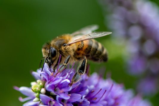 Cross Stitch | Bee - Yellow And Black Bee On Purple Flower - Cross Stitched