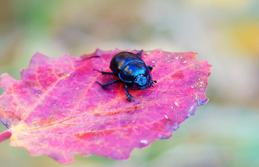 Cross Stitch | Beetle - Blue Insect On The Purple Leafed Plant - Cross Stitched