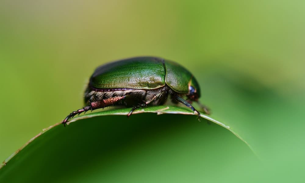 Cross Stitch | Beetle - Close Photo Of Green Beetle - Cross Stitched