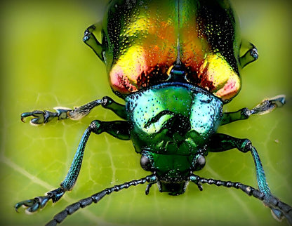 Cross Stitch | Beetle - Close Up Photo Of Beetle - Cross Stitched