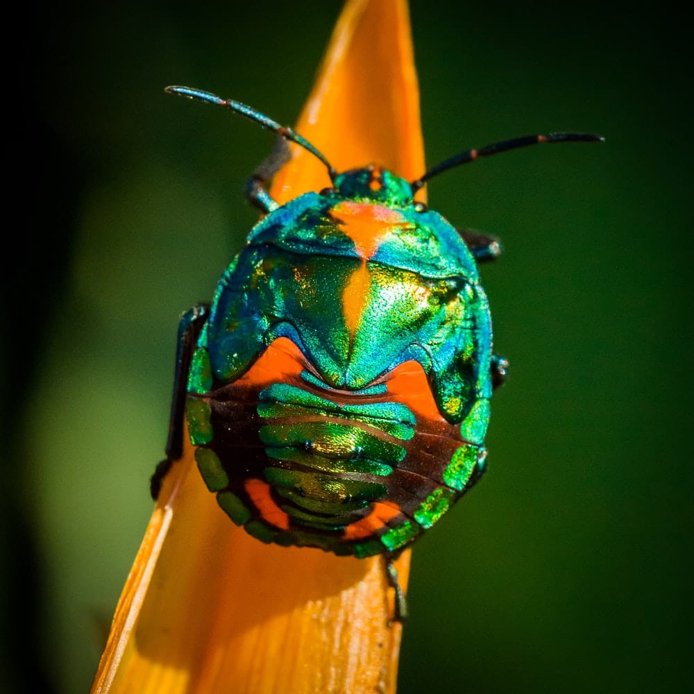 Cross Stitch | Beetle - Green And Orange Bug - Cross Stitched