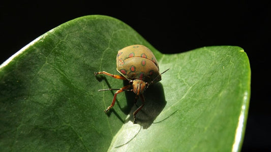 Cross Stitch | Beetle - Macro Photo Of Brown And Green Bug On Leaf - Cross Stitched