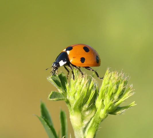 Cross Stitch | Beetle - Macro Photography Of Orange And Black Bug Perching On Plant - Cross Stitched