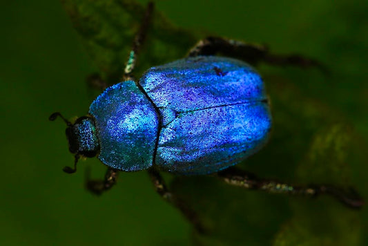 Cross Stitch | Beetle - Macro Shot Of Blue Beetle - Cross Stitched