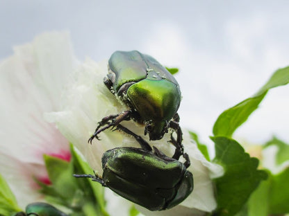Cross Stitch | Beetle - Two Green Beetle On White Flower - Cross Stitched