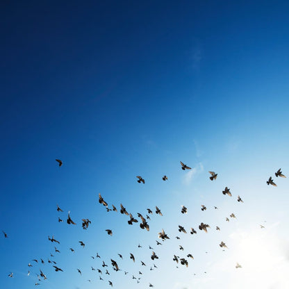 Cross Stitch | Bird - Flock Of Bird Flying In Sky - Cross Stitched