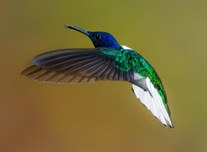 Cross Stitch | Bird - Flying Blue And Green Hummingbird - Cross Stitched
