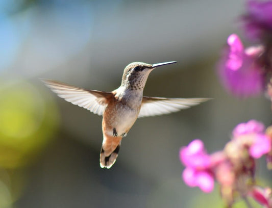 Cross Stitch | Bird - Hummingbird In Mid Air - Cross Stitched