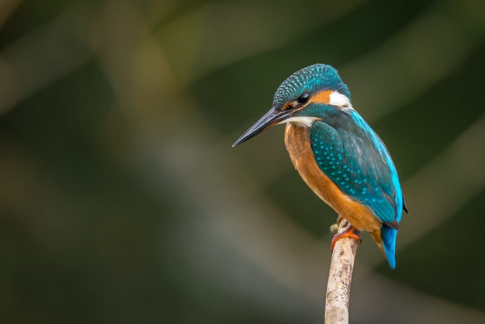 Cross Stitch | Bird - Selective Focus Photography Of Blue Kingfisher - Cross Stitched