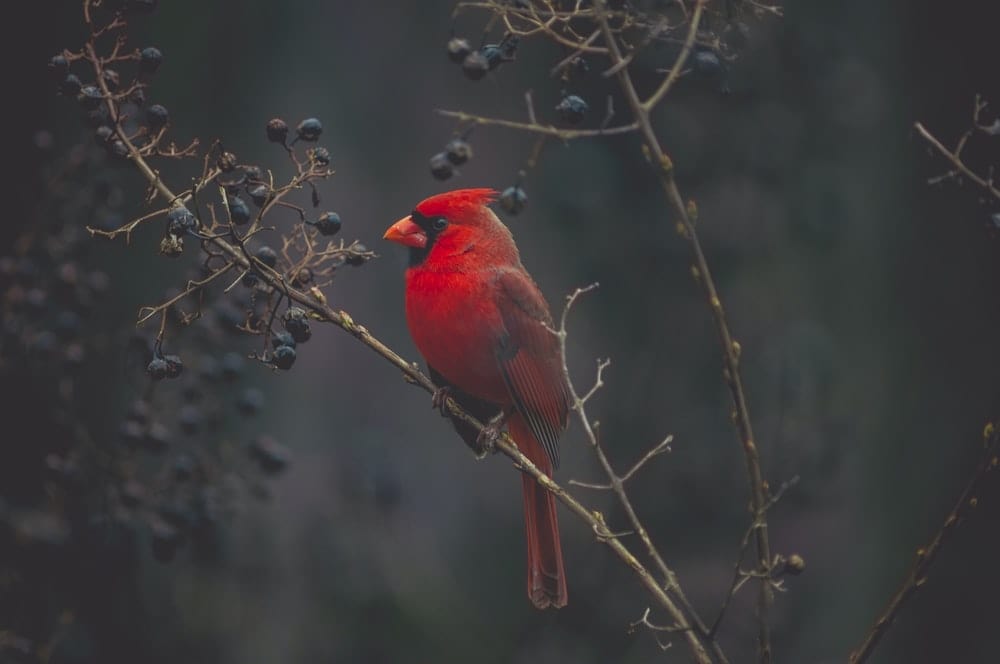 Cross Stitch | Bird - Selective Focus Photography Of Red Cardinal On Tree - Cross Stitched