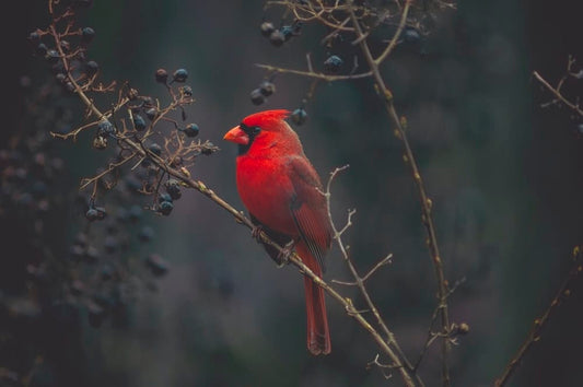 Cross Stitch | Bird - Selective Focus Photography Of Red Cardinal On Tree - Cross Stitched