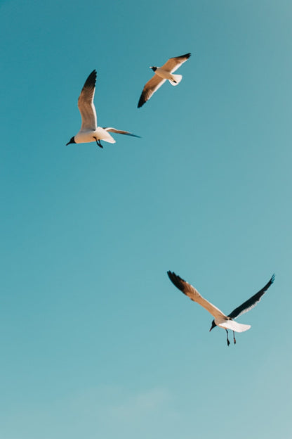 Cross Stitch | Bird - White And Black Birds Flying Under Blue Sky During Daytime - Cross Stitched