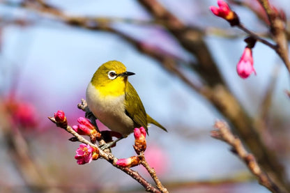 Cross Stitch | Bird - Yellow Bird On Sakura Tree - Cross Stitched