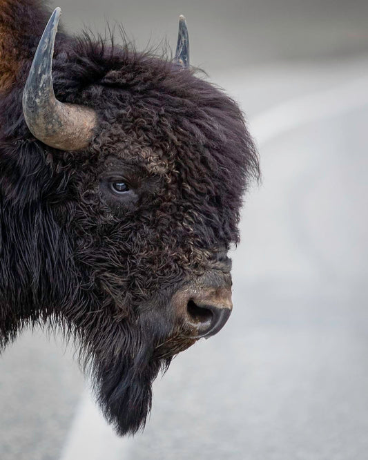 Cross Stitch | Bison - Black And Brown Animal In Close Up Photography - Cross Stitched