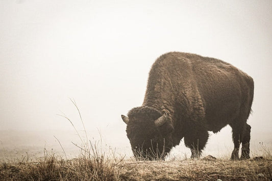 Cross Stitch | Bison - Black Bison On Green Grass Field During Daytime - Cross Stitched