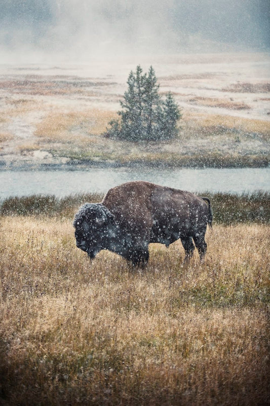 Cross Stitch | Bison - Black Cow On Brown Grass Field During Daytime - Cross Stitched