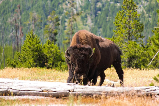 Cross Stitch | Bison - Brown Bison Eating Grass - Cross Stitched