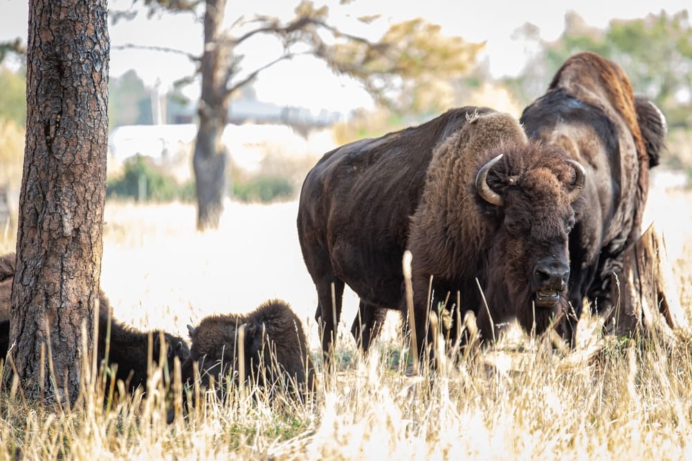 Cross Stitch | Bison - Brown Bison On Green Grass Field During Daytime - Cross Stitched