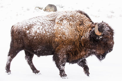 Cross Stitch | Bison - Brown Bison On Snow Covered Ground During Daytime - Cross Stitched