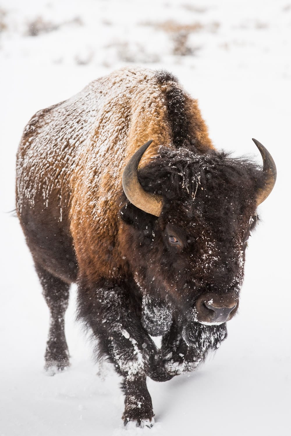 Cross Stitch | Bison - Brown Bison On White Snow Covered Ground During Daytime - Cross Stitched