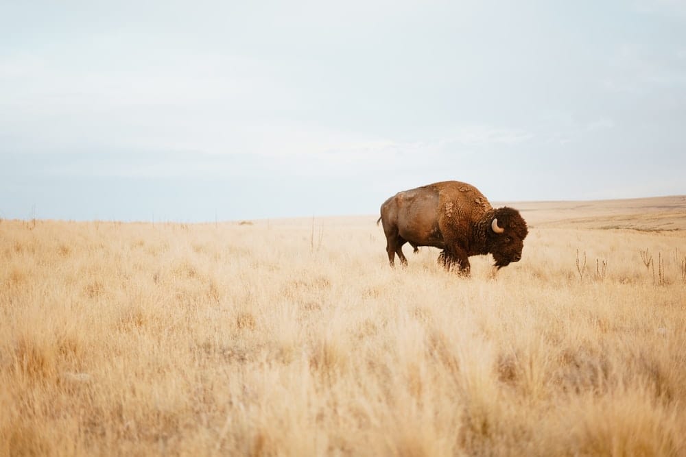 Cross Stitch | Bison - Brown Yak On Brown Grass Field During Day - Cross Stitched