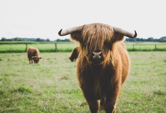 Cross Stitch | Bison - Highland Cattle At The Field During Day - Cross Stitched