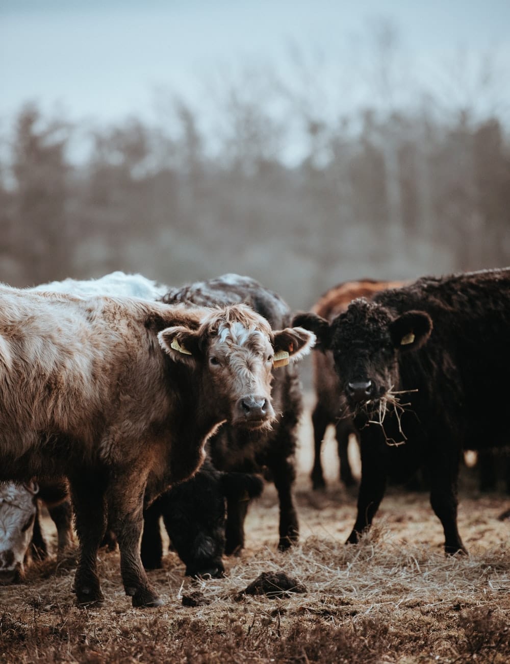 Cross Stitch | Bison - Selective Focus Of Brown And Black Cattles On Ground At Daytime - Cross Stitched