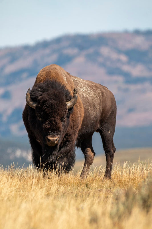 Cross Stitch | Bison - Selective Focus Photography Of Brown Cattle On Brown Field - Cross Stitched