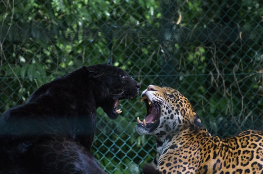 Cross Stitch | Black Panther - Black Jaguar And Brown And Black Leopard Fighting - Cross Stitched