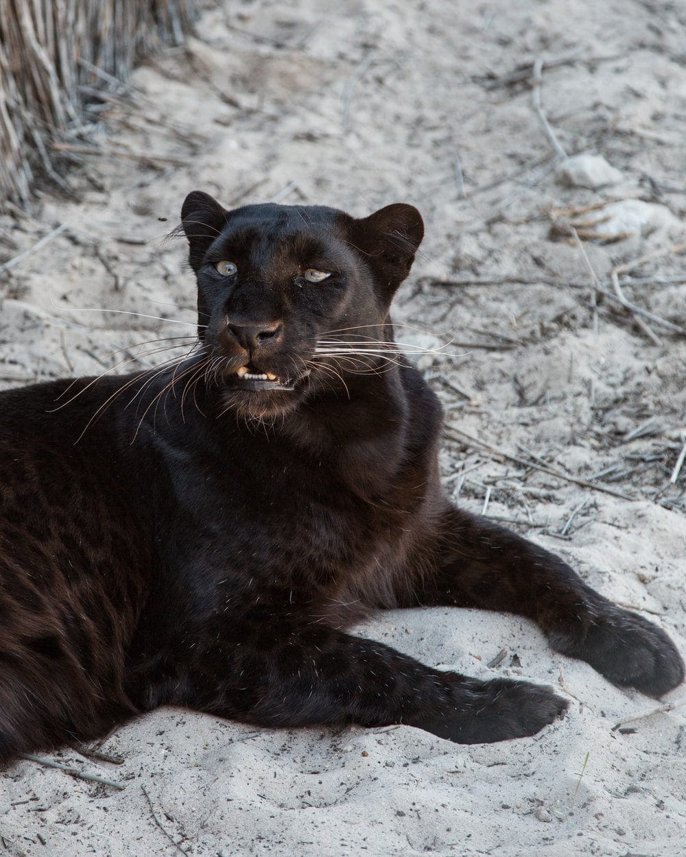 Cross Stitch | Black Panther - Black Jaguar Resting On Sand - Cross Stitched