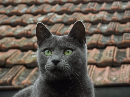 Cross Stitch | Black Panther - Russian Blue Cat On Brown Roof - Cross Stitched