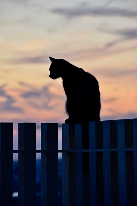 Cross Stitch | Black Panther - Silhouette Of Cat On Wooden Fence - Cross Stitched