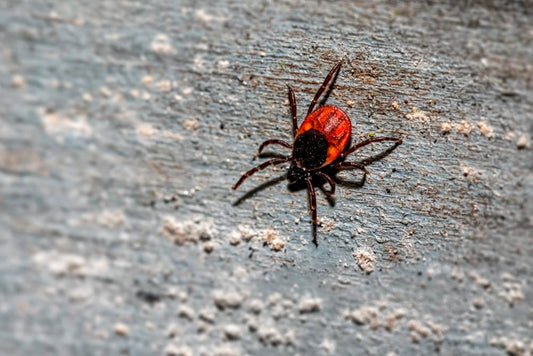 Cross Stitch | Black Widow Spider - Black And Brown Spider On Ground - Cross Stitched