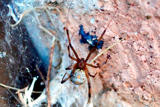 Cross Stitch | Black Widow Spider - Black Spider On Brown Concrete Wall - Cross Stitched