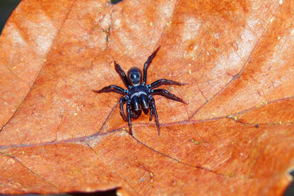 Cross Stitch | Black Widow Spider - Black Spider On Brown Leaf - Cross Stitched