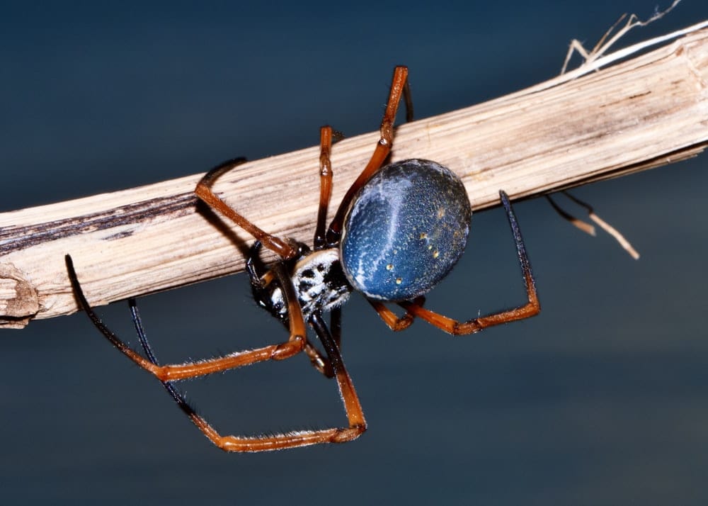 Cross Stitch | Black Widow Spider - Black Spider On Brown Wooden Plank - Cross Stitched