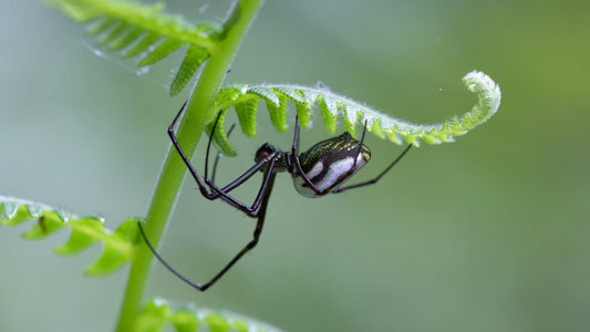 Cross Stitch | Black Widow Spider - Black Spider On Green Leaf - Cross Stitched