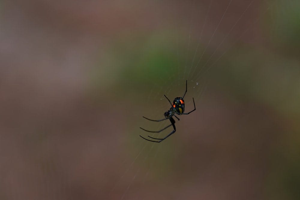 Cross Stitch | Black Widow Spider - Black Spider On Web In Close Up Photography - Cross Stitched