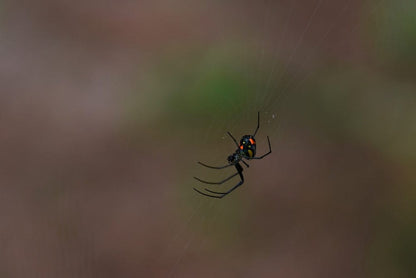 Cross Stitch | Black Widow Spider - Black Spider On Web In Close Up Photography - Cross Stitched