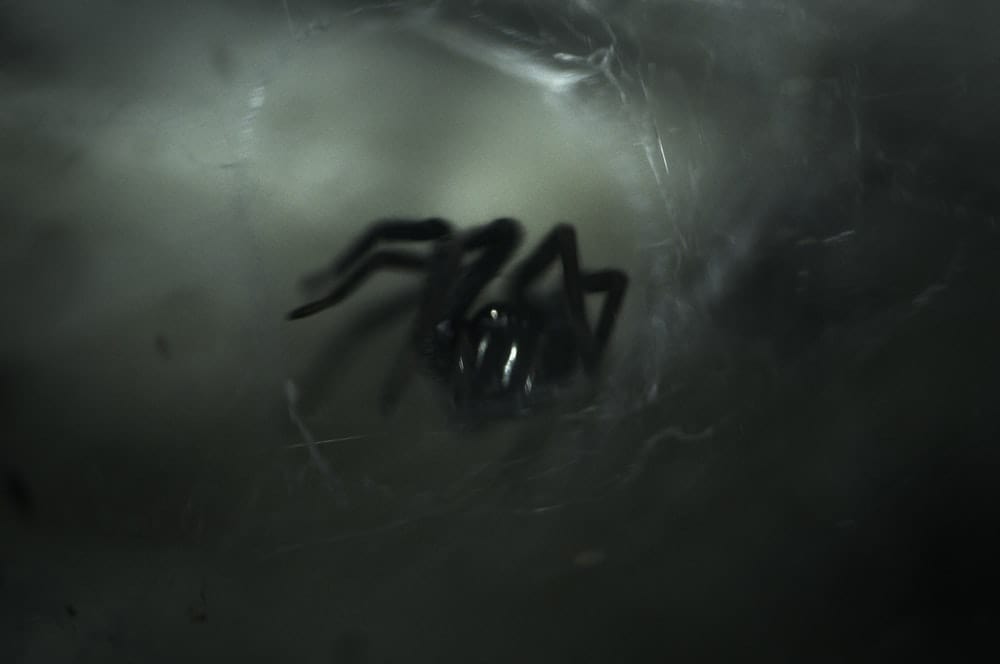 Cross Stitch | Black Widow Spider - Black Spider With Web - Cross Stitched