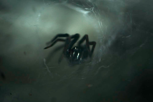 Cross Stitch | Black Widow Spider - Black Spider With Web - Cross Stitched