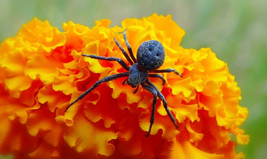 Cross Stitch | Black Widow Spider - Macro Photography Of Black Spider On Orange Flower - Cross Stitched