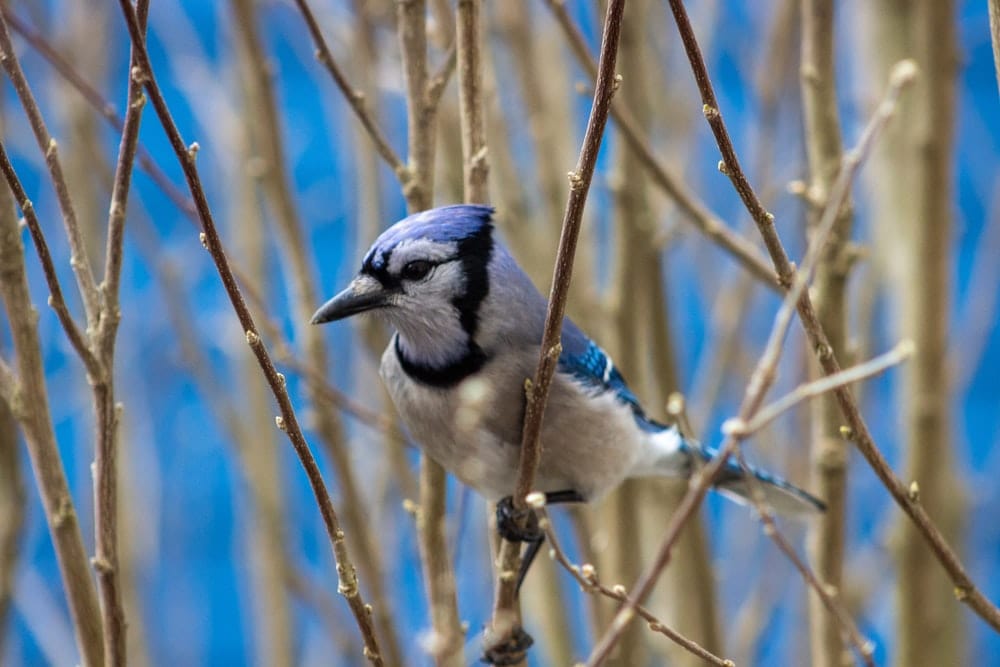 Cross Stitch | Blue Jay - Blue And White Bird On Brown Tree Branch During Daytime - Cross Stitched